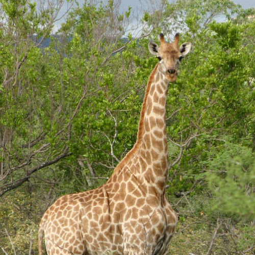 Giraff Giraff